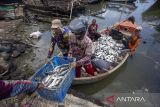 Pekerja mengumpulkan ikan bandeng hasil panen di Karangsong, Indramayu, Jawa Barat, Kamis (29/2/2024). Kementerian Kelautan dan Perikanan (KKP) menargetkan nilai ekspor hasil perikanan tahun 2024 sebesar 7,20 miliar dolar AS atau setara Rp112,1 triliun. ANTARA FOTO/Dedhez Anggara/agr