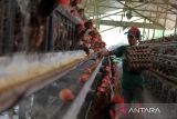 Pekerja mengutip telur ayam di Kacamatan Pantai Labu, Kabupaten Deli Serdang, Sumatera Utara, Kamis (29/2/2024). Menurut pemilik ternak ayam petelur, harga pakan sejak dua pekan terakhir mengalami kenaikan dari harga Rp300 ribu per karung menjadi Rp430 ribu sampai Rp450 ribu per karung sehingga menyebabkan harga telur naik. ANTARA FOTO/Yudi Manar/