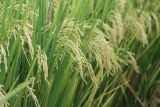 Kementan: 10 provinsi di Indonesia pemasok beras nasional termasuk Sulsel