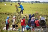 Petani memanen padi di Desa Penganjang, Kecamatan Sindang, Indramayu, Jawa Barat, Senin (4/3/2024). Menurut petani, harga gabah kering saat ini mengalami kenaikan menjadi Rp1,1 juta per kuintal dari sebelumnya Rp950 ribu per kuintal. ANTARA FOTO/Dedhez Anggara/agr