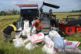 Sejumlah petani menurunkan karung berisi gabah saat berlangsung panen raya  di kabupaten Aceh Besar, Aceh, Minggu (3/3/2024). Badan Pusat Statistik (BPS) memprediksi potensi produksi beras nasional dari hasil panen raya pada Maret-April 2024 sebanyak 8,46 juta ton dan total dari jumlah beras tersebut  cukup besar mampu  untuk memenuhi kebutuhan pangan nasional. ANTARA FOTO/Ampelsa.