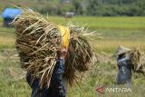 Petani mengangkut padi yang baru selesai di panen saat berlangsung panen raya di kabupaten Aceh Besar, Aceh, Minggu (3/3/2024). Badan Pusat Statistik (BPS) memprediksi potensi produksi beras nasional dari hasil panen raya pada Maret-April 2024 sebanyak 8,46 juta ton dan total dari jumlah beras tersebut  cukup besar mampu  untuk memenuhi kebutuhan pangan nasional. ANTARA FOTO/Ampelsa.