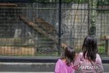 Dua anak memperhatikan macan tutul (Panthera pardus) yang berada di kandang di Taman Satwa Cikembulan, Kabupaten Garut, Jawa Barat, Minggu (3/3/2024). Kementerian Pariwisata dan Ekonomi Kreatif menargetkan sebanyak 1,2 hingga 1,5 miliar pergerakan wisatawan di seluruh nusantara pada 2024. ANTARA FOTO/Raisan Al Farisi/agr
