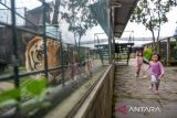 Wisatawan memperhatikan harimau benggala (Phantera tigris) yang berada di kandang di Taman Satwa Cikembulan, Kabupaten Garut, Jawa Barat, Minggu (3/3/2024). Kementerian Pariwisata dan Ekonomi Kreatif menargetkan sebanyak 1,2 hingga 1,5 miliar pergerakan wisatawan di seluruh nusantara pada 2024. ANTARA FOTO/Raisan Al Farisi/agr