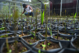 Pembibitan rotan manau di Sawahlunto