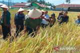 Nilai Tukar Petani Pesisir Selatan naik pada Februari 2024