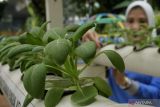 Pertanian perkotaan alternatif ketahanan pangan di DKI