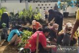 Pemkot Solok ajak masyarakat tanam cabai di pekarangan rumah