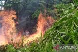 Api berkobar di tiga lokasi ladang ganja di Aceh Besar