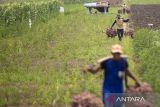 Petani memanen bawang merah di Gebang, Kabupaten Cirebon, Jawa Barat, Kamis (7/3/2024). Petani setempat mengeluhkan turunnya harga bawang merah saat mereka panen dari biasanya Rp20.000 per kilogram kini menjadi Rp8.000 per kilogram, sementara biaya pupuk dan upah buruh tani naik. ANTARA FOTO/Dedhez Anggara/agr