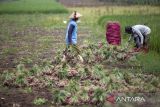 Petani memanen bawang merah di Gebang, Kabupaten Cirebon, Jawa Barat, Kamis (7/3/2024). Petani setempat mengeluhkan turunnya harga bawang merah saat mereka panen dari biasanya Rp20.000 per kilogram kini menjadi Rp8.000 per kilogram, sementara biaya pupuk dan upah buruh tani naik. ANTARA FOTO/Dedhez Anggara/agr