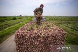 Petani memanen bawang merah di Gebang, Kabupaten Cirebon, Jawa Barat, Kamis (7/3/2024). Petani setempat mengeluhkan turunnya harga bawang merah saat mereka panen dari biasanya Rp20.000 per kilogram kini menjadi Rp8.000 per kilogram, sementara biaya pupuk dan upah buruh tani naik. ANTARA FOTO/Dedhez Anggara/agr