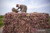 Petani menata bawang merah hasil panen di Gebang, Kabupaten Cirebon, Jawa Barat, Kamis (7/3/2024). Petani setempat mengeluhkan turunnya harga bawang merah saat mereka panen dari biasanya Rp20.000 per kilogram kini menjadi Rp8.000 per kilogram, sementara biaya pupuk dan upah buruh tani naik. ANTARA FOTO/Dedhez Anggara/agr