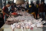 Pengunjung berbelanja daging ayam potong di pasar tradisional Al-Mahirah, Kota Banda Aceh, Aceh, Jumat (8/3/2024).  Menurut pedagang ayam di pasar tradisional itu, harga daging ayam potong menjelang Ramadhan 1445 Hijriyah naik drastis dari sebelumnya Rp60.000 menjadi Rp70.000 per ekor untuk ukuran besar,  akibat  pasokan ayam dari peternak berkurang dan selain daya beli masyarakat juga menurun. ANTARA FOTO/Ampelsa.