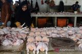 Pengunjung berbelanja daging ayam potong di pasar tradisional Al-Mahirah, Kota Banda Aceh, Aceh, Jumat (8/3/2024).  Menurut pedagang ayam di pasar tradisional itu, harga daging ayam potong menjelang Ramadhan 1445 Hijriyah naik drastis dari sebelumnya Rp60.000 menjadi Rp70.000 per ekor untuk ukuran besar,  akibat  pasokan ayam dari peternak berkurang dan selain daya beli masyarakat juga menurun. ANTARA FOTO/Ampelsa.