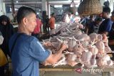 Pedagang menunggu pembeli saat berjualan daging ayam potong di pasar tradisional Al-Mahirah, Kota Banda Aceh, Aceh, Jumat (8/3/2024).  Menurut pedagang ayam di pasar tradisional itu, harga daging ayam potong menjelang Ramadhan 1445 Hijriyah naik drastis dari sebelumnya Rp60.000 menjadi Rp70.000 per ekor untuk ukuran besar,  akibat  pasokan ayam dari peternak berkurang dan selain daya beli masyarakat juga menurun. ANTARA FOTO/Ampelsa.