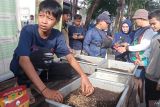 Mitra binaan DLHK Sulsel kembangkan organisme pengurai sampah