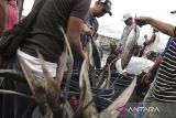 Nelayan membongkar muat ikan hasil tangkapan di tempat pelelangan ikan Palabuhanratu, Kabupaten Sukabumi, Jawa Barat, Jumat (8/3/2024). Kementerian Kelautan dan Perikanan (KKP) memperkirakan permintaan ikan pada Maret dan April 2024 mencapai 2,46 juta ton, sementara pasokan ikan dalam waktu itu bisa mencapai 3,10 juta ton sehingga mencukupi untuk memenuhi kebutuhan masyarakat selama Ramadhan dan Idul Fitri 2024. ANTARA FOTO/Henry Purba/agr