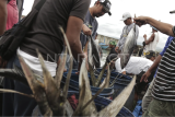 Pasokan ikan menjelang Ramadhan