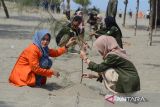 Mahasiswa Universitas Syiah Kuala (USK) bersama mahasiswa dari beberapa perguruan tinggi lainnya dan pencinta lingkungan  menanam bibit pohon cemara laut (Casaurina equisetifolia) di pantai wisata desa Alue Naga, Banda Aceh, Aceh, sabtu (9/3/2024). Aksi penanaman bibit pohon cemara  di pantai wisata tersebut dalam rangka pemulihan ekosistem  dan lingkungan hijau kawasan pesisir. ANTARA FOTO/Ampelsa.