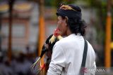 Umat Hindu membawa seekor ayam yang akan dipersembahkan saat rangkaian prosesi upacara Tawur Agung Kesanga di kawasan Catur Muka, Denpasar, Bali, Minggu (10/3/2024). Ritual tersebut dilakukan untuk menciptakan keharmonisan dan membersihkan alam semesta serta menetralisir sifat-sifat jahat dalam rangkaian Hari Raya Nyepi Tahun Baru Saka 1946. ANTARA FOTO/Fikri Yusuf/wsj.