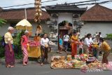 Wisatawan mancanegara menyaksikan umat Hindu menyiapkan sesajen saat tradisi Mesuryak di Desa Bongan Gede, Tabanan, Bali, Sabtu (9/3/2024). Tradisi yang digelar setiap Hari Raya Kuningan sebagai rasa suka cita untuk mengantarkan roh para leluhur kembali ke surga tersebut disaksikan wisatawan domestik dan mancanegara yang berkunjung ke desa itu. ANTARA FOTO/Nyoman Hendra Wibowo/wsj.