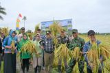 Penjabat Bupati Kapuas puji keberhasilan pertanian Desa Warna Sari