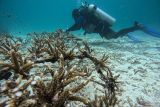 Penyelam dari Rubiah Tirta Divers merawat terumbu karang di kawasan pantai Pulau Rubiah, Kota Sabang, Aceh, Minggu (10/3/2024). Terumbu karang tersebut berusia tujuh bulan, yang merupakan hasil transplantasi Perum LKBN Antara melalui program Tanggung Jawab Sosial Lingkungan (TJSL) sebagai upaya untuk merehabilitasi kembali ekosistem terumbu karang sekaligus mendukung pengembangan pariwisata Aceh. ANTARA FOTO/Khalis Surry