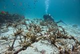 Penyelam dari Rubiah Tirta Divers merawat terumbu karang di kawasan pantai Pulau Rubiah, Kota Sabang, Aceh, Minggu (10/3/2024). Terumbu karang tersebut berusia tujuh bulan, yang merupakan hasil transplantasi Perum LKBN Antara melalui program Tanggung Jawab Sosial Lingkungan (TJSL) sebagai upaya untuk merehabilitasi kembali ekosistem terumbu karang sekaligus mendukung pengembangan pariwisata Aceh. ANTARA FOTO/Khalis Surry