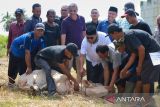 Pj Bupati Pidie,  Wahyudi  Adisiswanto (tengah) bersama warga menyembelih ternak sapi saat berlangsung perayaan  tradisi Meugang Akbar menyambut bulan Ramadhan 1445 Hjriyah di Pidie, kabupaten Pidie, Minggu (10/3/2024).  Pemerintah kabupaten Pidie  dan donatur membagikan sebanyak 3.000 paket daging untuk membantu masyarakat miskin dan  warga disabilitas  untuk kebutuhan tradisi Meugang menyambut Ramadhan 1445 Hijriyah. Foto  Humas kab Pidie/Ampelsa.