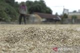 Pekerja menjemur gabah kering di Bojongkerta, Warungkiara, Kabupaten Sukabumi, Jawa Barat, Senin (11/3/2024). Badan Pusat Statistik menyatakan potensi produksi padi pada empat bulan pertama di tahun 2024 akan menyentuh 18,59 juta ton gabah kering giling (GKG) atau turun 17,54 persen dibandingkan periode yang sama pada tahun lalu sebesar 22,55 juta ton GKG karena fenomena El Nino yang mengakibatkan kekeringan di sejumlah daerah produksi padi. ANTARA FOTO/Henry Purba/agr