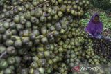 Perajin mengolah buah kolang kaling usai dipanen di Desa Linggasari, Kabupaten Ciamis, Jawa Barat, Rabu (13/3/2024). Permintaan buah kolang kaling pada bulan puasa meningkat dibanding hari biasanya dan petani bisa menjual buah kolang kaling dengan harga Rp12.000 per kilogram dari sebelumnya Rp7.000 per kilogram dengan produksi satu kuital per hari. ANTARA FOTO/Adeng Bustomi/agr