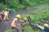 PLN NTT ingatkan warga soal keamanan kelistrikan saat cuaca ekstrem