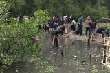 WALHI Lampung-Unila tanam 1.000 bibit mangrove di Pulau Pasaran