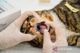 Dokter hewan memeriksa kucing yang akan menjalani sterilisasi di Taman Dewi Sartika, Balai Kota Bandung, Jawa Barat, Sabtu (16/3/2024). Pemerintah Kota Bandung melalui DKPP bekerjasama dengan yayasan Lets Adopt Indonesia menggelar strerilisasi khusus untuk kucing liar yang ada di Kota Bandung guna meningkatkan kewaspadaan terkait potensi penyebaran penyakit yang berasal dari hewan serta menjaga agar tidak overpopulasi. ANTARA FOTO/Raisan Al Farisi/agr