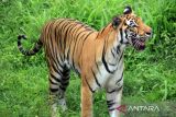 Seeokor harimau Sumatra (Panthera tigris sumatrae) berada di dalam kandang yang tak terawat di kebun binatang Medan Zoo, Sumatera Utara, Minggu (19/3/2024). Wali Kota Medan Bobby Nasution akan menutup sementara Medan Zoo dan akan memindahkan satwa di sekitar area kebun binatang selama perbaikan fasilitas pengunjung dan kandang satwa.ANTARA FOTO/Yudi Manar/