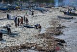 Sampah plastik menumpuk di kawasan Pantai Kedonganan, Badung, Bali, Rabu (20/3/2024). Pantai Kedonganan dipadati sampah plastik kiriman yang terdampar terbawa arus laut yang mengganggu aktivitas warga dan nelayan setempat. ANTARA FOTO/Fikri Yusuf/wsj.