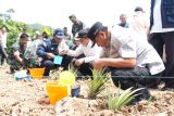 Pj Gubernur Sulsel mendorong Barru produksi nanas hingga 1.000 ha