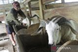 Pekerja memeriksa kondisi domba di Bodogol Farm, Cicurug, Kabupaten Sukabumi, Jawa Barat, Jumat (22/3/2024). Peternakan domba dengan sistem kandang terkoleksi tersebut memisahkan kotoran dan urine sehingga mudah dalam membersihkan kandang dan ternak domba akan menjadi lebih sehat. ANTARA FOTO/Henry Purba/agr
