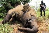 Seorang warga melihat bangkai gajah Sumatera (Elephas maximus sumatrensis) yang sudah diambil gadingnya di area perkebunan warga KM 35 Dusun Jabal Antara, Kecamatan Nisam Antara, Aceh Utara, Minggu (24/3/2024). Gajah Sumatra liar yang diperkirakan berusia 3-4 tahun tersebut diduga mati dibunuh dengan cara ditembak dengan senapan bius oleh pemburu guna mengambil gading. ANTARA/Rahmad.