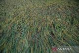 Sawah yang terdampak pascabanjir bandang yang terjadi di Kampung Ciawi Joglo, Desa Sirnagalih, Kecamatan Cipongkor, Kabupaten Bandung Barat, Jawa Barat, Senin (25/3/2024). Data dari BPBD mencatat sebanyak 10 unit rumah terdampak banjir bandang yang terjadi pada Minggu (24/3/2024) malam akibat luapan Sungai Ciawi. ANTARA FOTO/Raisan Al Farisi/agr