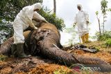 Petugas BKSDA Aceh bersama tim dokter hewan membedah bangkai gajah Sumatra (Elephas maximus sumatrensis) saat proses nekropsi di area perkebunan warga KM 35 Dusun Jabal Antara, Kecamatan Nisam Antara, Aceh Utara, Senin (25/3/2024). Pembedahan gajah jantan yang diperkirakan berusia lima tahun tersebut untuk mengambil sejumlah sampel organ dalam tubuh gajah dan kotoran guna uji laboratorium untuk memudahkan proses penyelidikan penyebab kematian. ANTARA/Rahmad