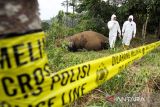 Petugas BKSDA Aceh bersama tim dokter hewan membedah bangkai gajah Sumatra (Elephas maximus sumatrensis) saat proses nekropsi di area perkebunan warga KM 35 Dusun Jabal Antara, Kecamatan Nisam Antara, Aceh Utara, Senin (25/3/2024). Pembedahan gajah jantan yang diperkirakan berusia lima tahun tersebut untuk mengambil sejumlah sampel organ dalam tubuh gajah dan kotoran guna uji laboratorium untuk memudahkan proses penyelidikan penyebab kematian. ANTARA/Rahmad