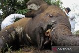 Petugas BKSDA Aceh bersama tim dokter hewan membedah bangkai gajah Sumatra (Elephas maximus sumatrensis) saat proses nekropsi di area perkebunan warga KM 35 Dusun Jabal Antara, Kecamatan Nisam Antara, Aceh Utara, Senin (25/3/2024). Pembedahan gajah jantan yang diperkirakan berusia lima tahun tersebut untuk mengambil sejumlah sampel organ dalam tubuh gajah dan kotoran guna uji laboratorium untuk memudahkan proses penyelidikan penyebab kematian. ANTARA/Rahmad