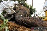 Petugas BKSDA Aceh bersama tim dokter hewan membedah bangkai gajah Sumatra (Elephas maximus sumatrensis) saat proses nekropsi di area perkebunan warga KM 35 Dusun Jabal Antara, Kecamatan Nisam Antara, Aceh Utara, Senin (25/3/2024). Pembedahan gajah jantan yang diperkirakan berusia lima tahun tersebut untuk mengambil sejumlah sampel organ dalam tubuh gajah dan kotoran guna uji laboratorium untuk memudahkan proses penyelidikan penyebab kematian. ANTARA/Rahmad