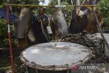 Pedagang merapikan kulit bedug di Kabupaten Ciamis, Jawa Barat, Selasa (26/3/2024). Penjual kulit bedug musiman dari kulit sapi itu menjual 30-50 kulit bedug selama Ramadhan dengan harga Rp350 ribu per kulit sementara satu set bedug dari limbah drum dijual Rp1,5 juta. ANTARA FOTO/Adeng Bustomi/agr