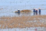 Ribuan hektare tanaman padi puso akibat banjir di Kudu