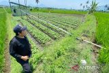 Dispertan Garut bangun sumur atasi lahan tadah hujan