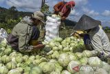 Petani membersihkan sayur kol hasil panen di Sukamantri, Kabupaten Ciamis, Jawa Barat, Minggu (31/3/2024). Kementerian Pertanian menambah alokasi anggaran pupuk subsidi tahun 2024 senilai Rp28 triliun dengan total sebesar Rp54 triliun, guna meningkatkan produktivitas pertanian dalam negeri untuk mewujudkan swasembada pangan. ANTARA FOTO/Adeng Bustomi/agr