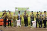 Wagub Kalteng pimpin panen raya di kawasan Food Estate Pulang Pisau